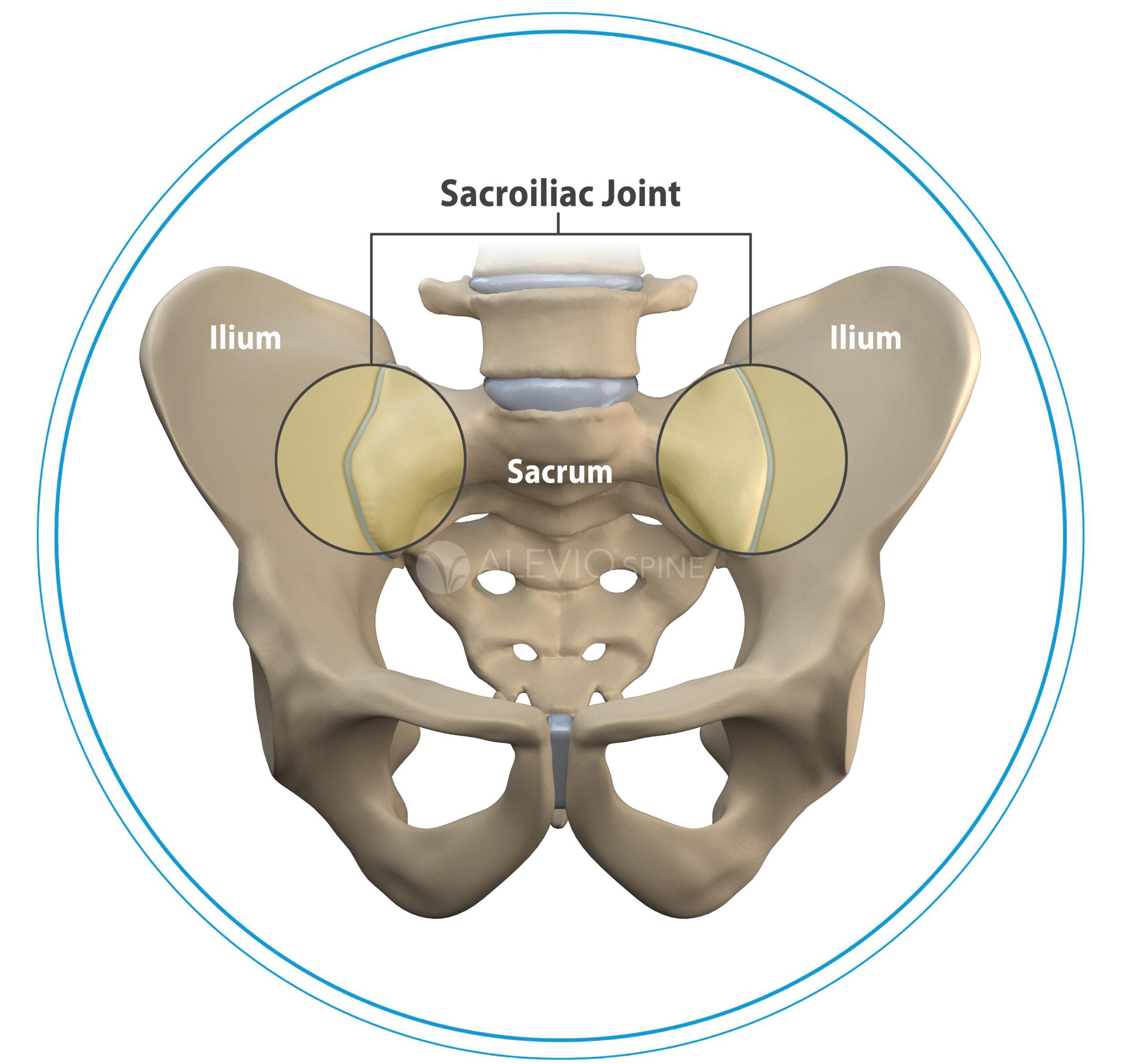 Sacroiliac Joint Anatomy